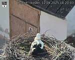 Capi_Dubne_20250412_182003.jpg