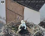 Capi_Dubne_20250412_182504.jpg