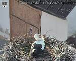 Capi_Dubne_20250412_183002.jpg