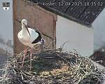 Capi_Dubne_20250412_183502.jpg