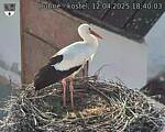 Capi_Dubne_20250412_184003.jpg