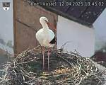 Capi_Dubne_20250412_184502.jpg
