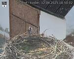 Capi_Dubne_20250412_185002.jpg
