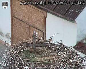 Capi_Dubne_20250412_195002.jpg (1350 x 1080)