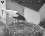 Capi_Dubne_20250412_201002.jpg
