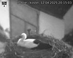 Capi_Dubne_20250412_201503.jpg