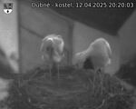 Capi_Dubne_20250412_202003.jpg