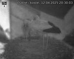 Capi_Dubne_20250412_203003.jpg