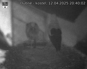 Capi_Dubne_20250412_204002.jpg (1350 x 1080)