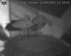 Capi_Dubne_20250412_221003.jpg (1350 x 1080)