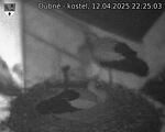 Capi_Dubne_20250412_222503.jpg