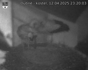 Capi_Dubne_20250412_232003.jpg (1350 x 1080)