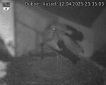 Capi_Dubne_20250412_233503.jpg