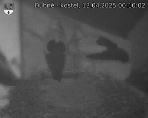 Capi_Dubne_20250413_001002.jpg (1350 x 1080)