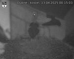 Capi_Dubne_20250413_001503.jpg