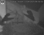 Capi_Dubne_20250413_005002.jpg