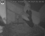 Capi_Dubne_20250413_010502.jpg