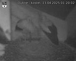 Capi_Dubne_20250413_012002.jpg