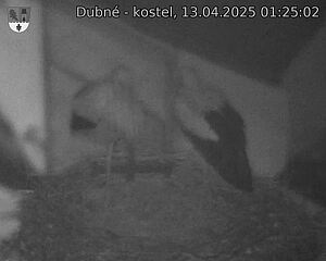 Capi_Dubne_20250413_012502.jpg (1350 x 1080)