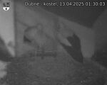 Capi_Dubne_20250413_013003.jpg