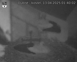 Capi_Dubne_20250413_014002.jpg (1350 x 1080)