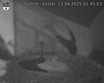 Capi_Dubne_20250413_014503.jpg