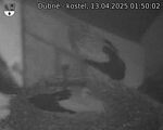Capi_Dubne_20250413_015002.jpg