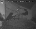 Capi_Dubne_20250413_020002.jpg