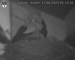 Capi_Dubne_20250413_021502.jpg