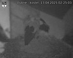 Capi_Dubne_20250413_022503.jpg
