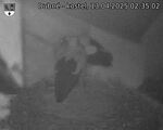 Capi_Dubne_20250413_023502.jpg