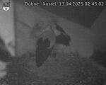 Capi_Dubne_20250413_024502.jpg