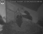 Capi_Dubne_20250413_030002.jpg
