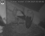 Capi_Dubne_20250413_030502.jpg