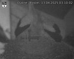 Capi_Dubne_20250413_031002.jpg