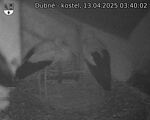 Capi_Dubne_20250413_034002.jpg