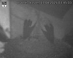 Capi_Dubne_20250413_034503.jpg