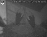 Capi_Dubne_20250413_035502.jpg