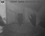 Capi_Dubne_20250413_043002.jpg