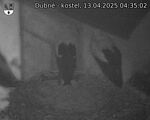 Capi_Dubne_20250413_043502.jpg