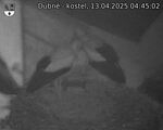 Capi_Dubne_20250413_044502.jpg