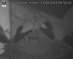 Capi_Dubne_20250413_045002.jpg