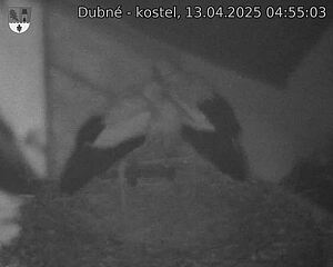 Capi_Dubne_20250413_045503.jpg (1350 x 1080)