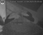 Capi_Dubne_20250413_050502.jpg