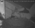 Capi_Dubne_20250413_051003.jpg