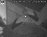 Capi_Dubne_20250413_052503.jpg