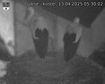Capi_Dubne_20250413_053002.jpg