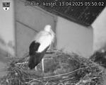 Capi_Dubne_20250413_055002.jpg