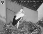 Capi_Dubne_20250413_055503.jpg