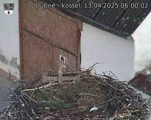 Capi_Dubne_20250413_060002.jpg (1350 x 1080)
